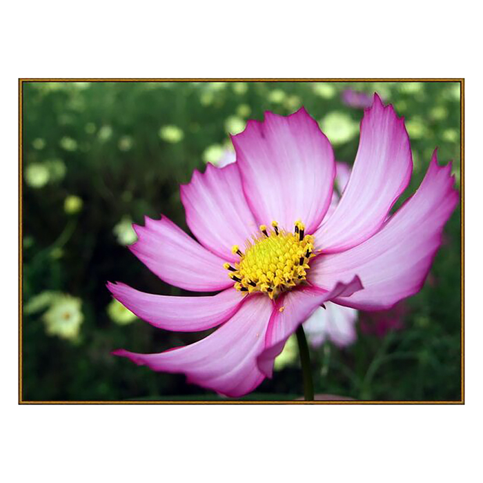 Алмазная мозаика "Космея", 30 цветов