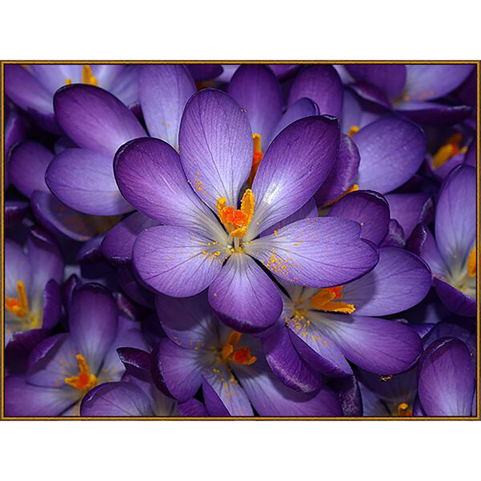 Алмазная мозаика "Крокусы", 29 цветов