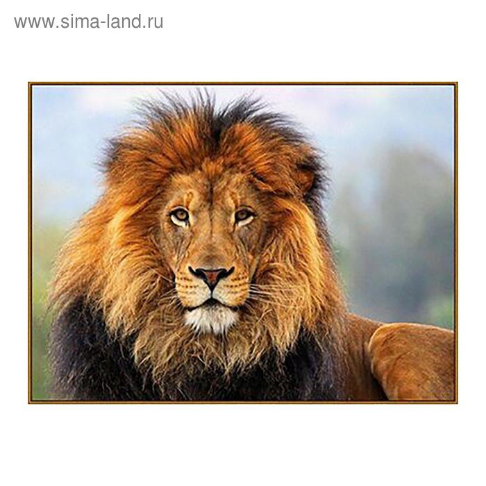 

Алмазная мозаика «Царь зверей», 18 цветов