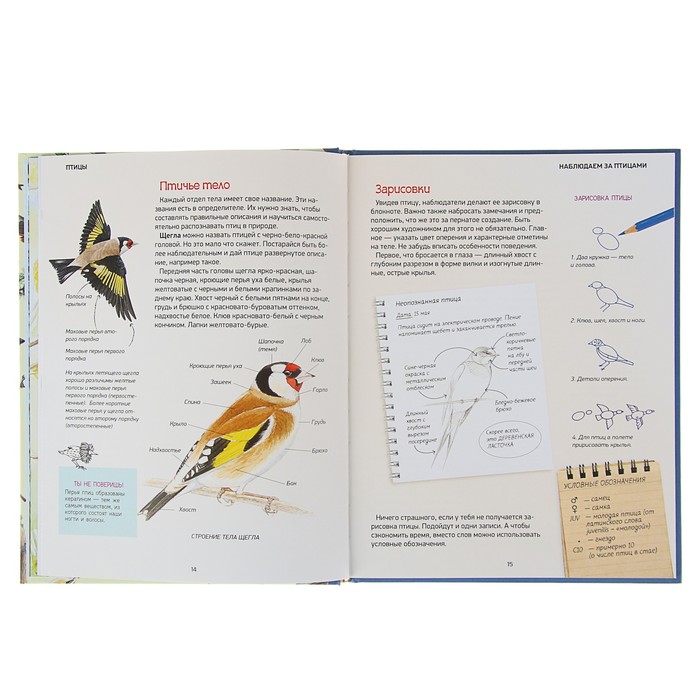 Природа в деталях «Птицы»