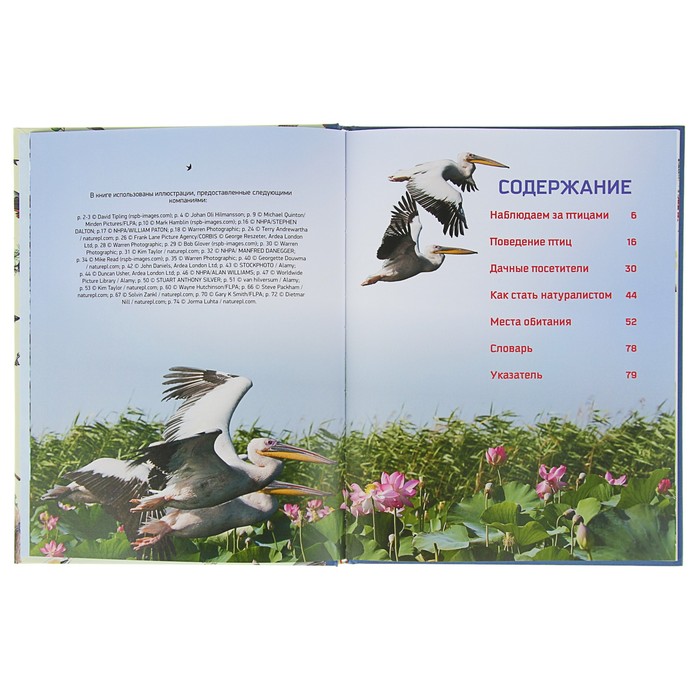 Природа в деталях «Птицы»