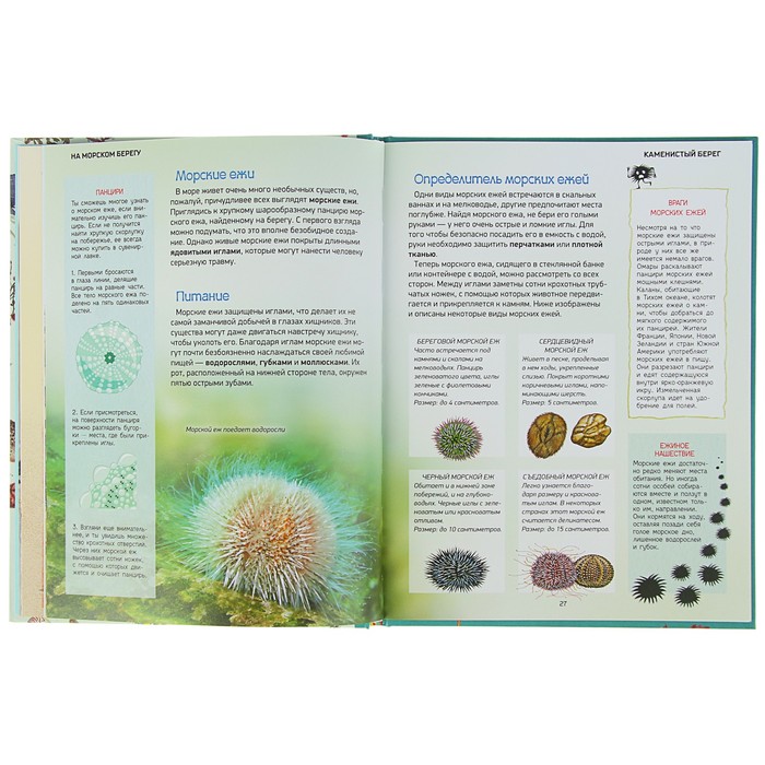 Природа в деталях «На морском берегу»