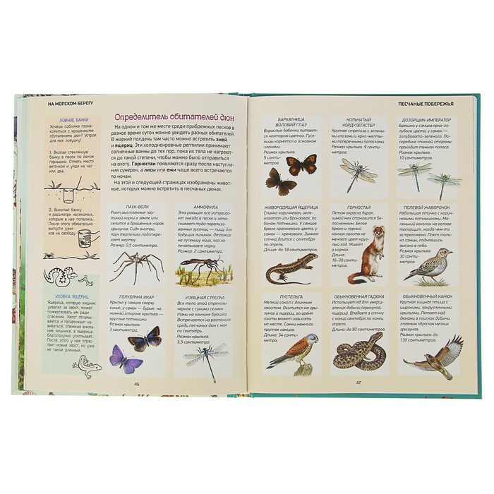 Природа в деталях «На морском берегу»