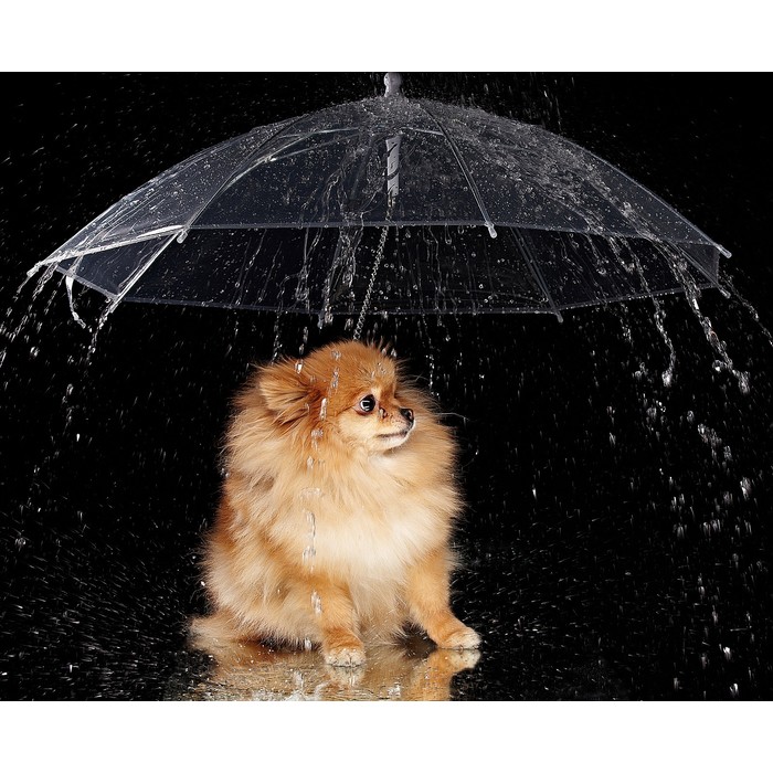 Зонт для животных 