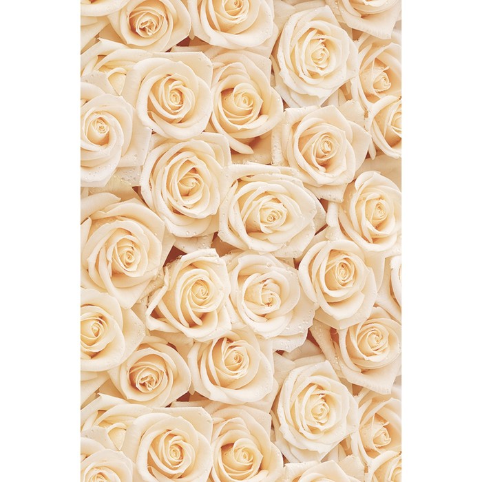 Фотообои Moda Interio "Кремовые розы" (из 2-х листов), 1,8 х 2,7м