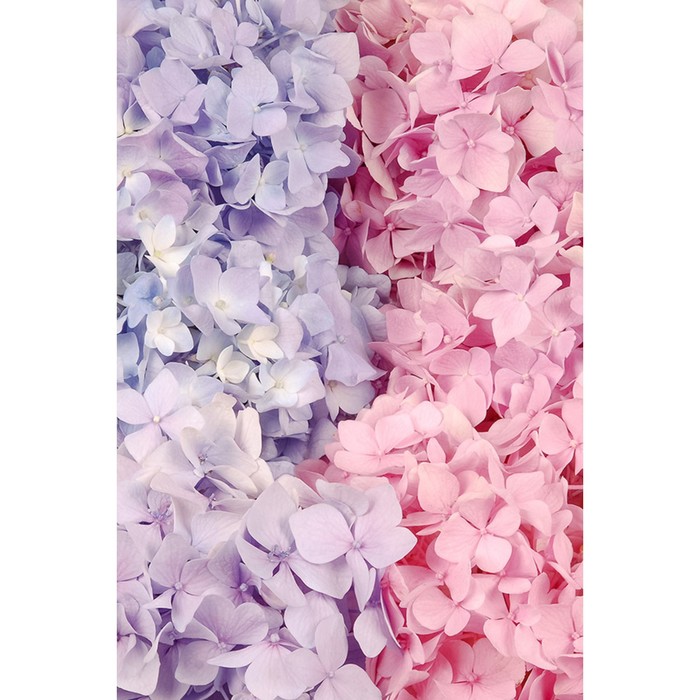 Фотообои Moda Interio "Две гортензии" (из 2-х листов), 1,8 х 2,7м