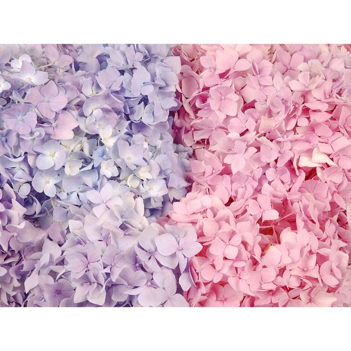 Фотообои Moda Interio "Две гортензии" (из 4-х листов), 3,6 х 2,7м