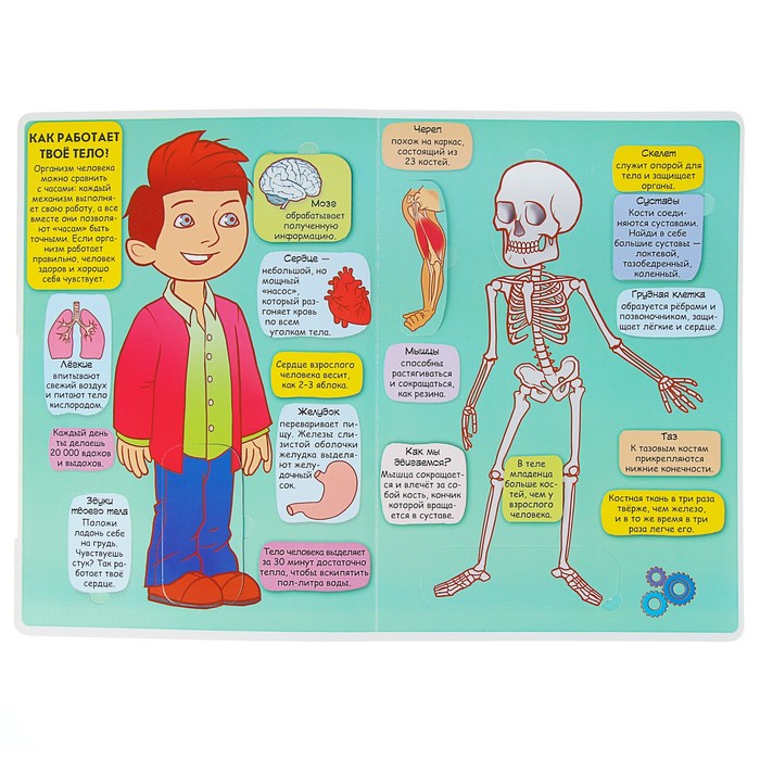 Книжка с секретными окошками «Твоё тело»