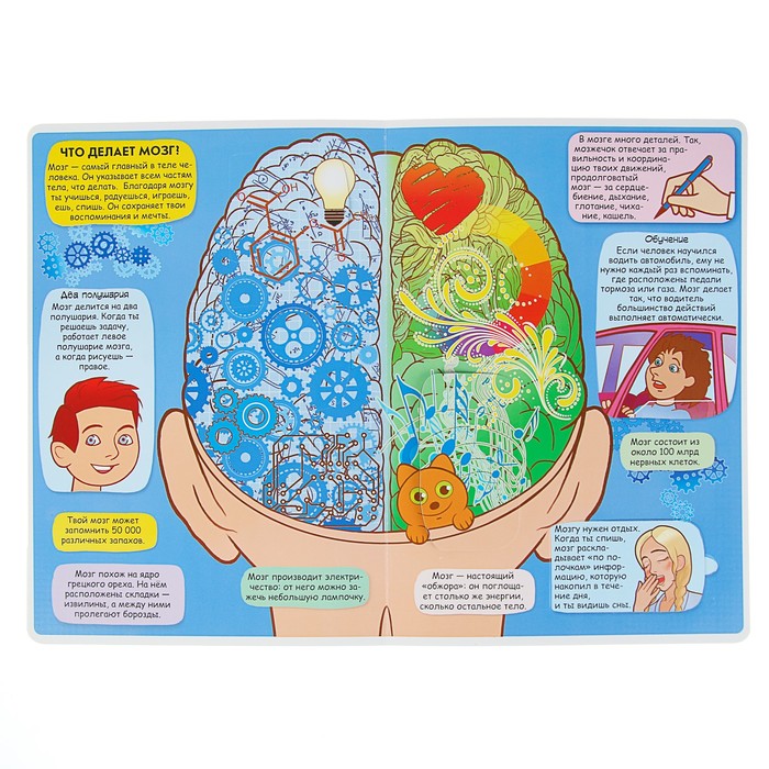 Книжка с секретными окошками «Твоё тело»