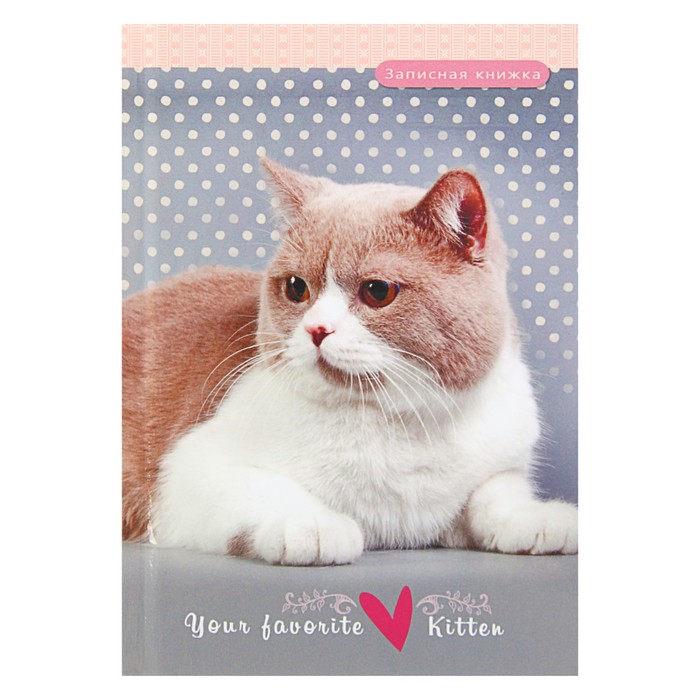 Записная книжка твёрдая обложка А6, 48 листов "Серо-белый кот", глянцевая ламинация