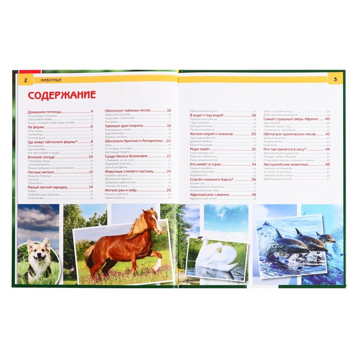 Энциклопедия. Животные (тв.переплет, бумага мелован, 130г. 197*255мм)