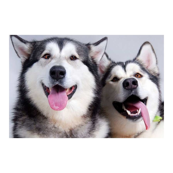 Картина стразами "Хаски"
