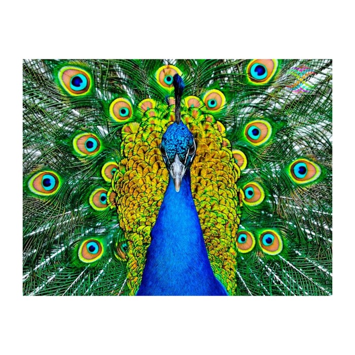 Картина стразами "Павлин с распущенным хвостом"