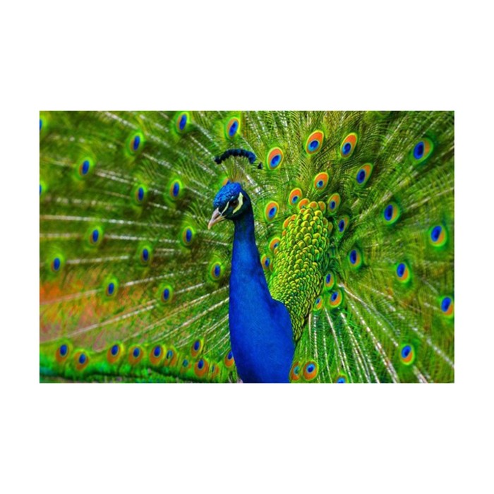 Картина стразами "Сияющий павлин"