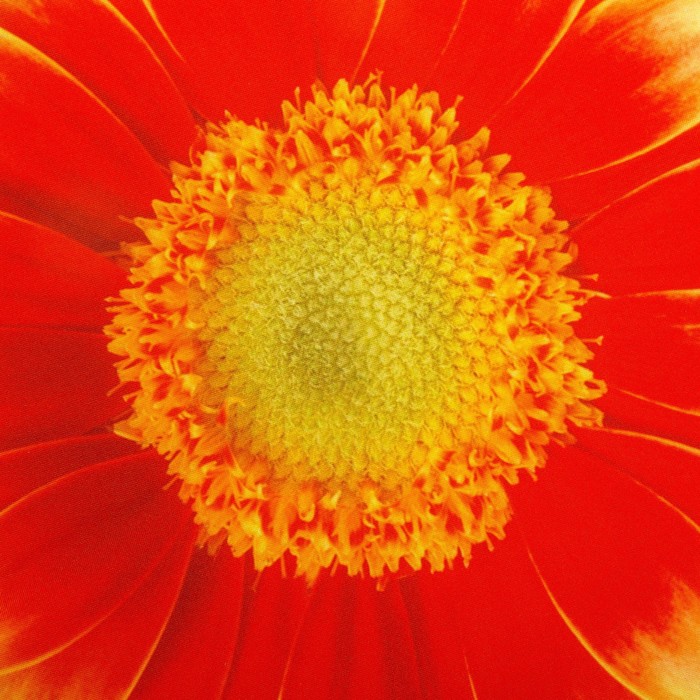 Подушка на стул Гербера 2, D-40, габардин, поролон