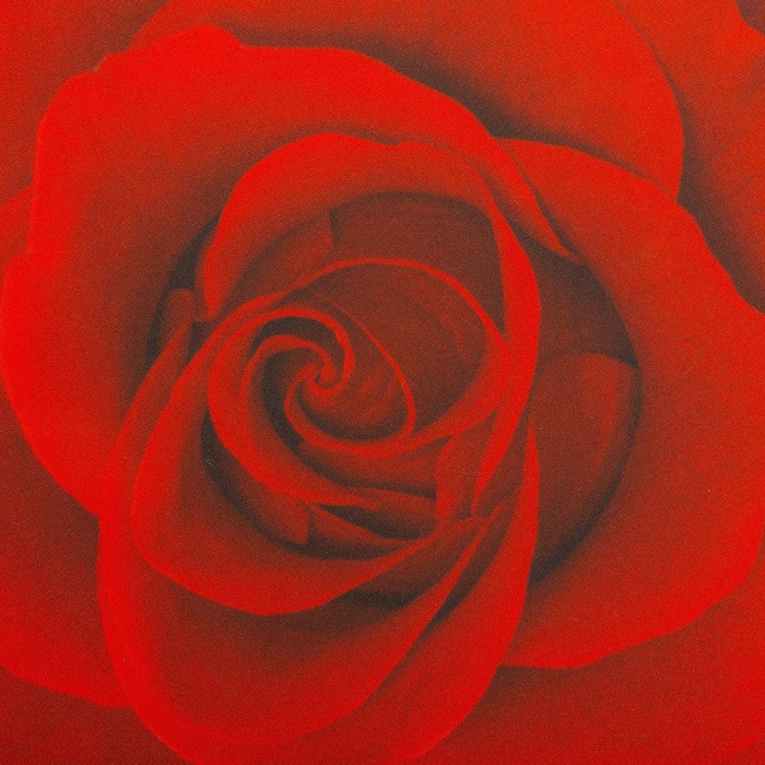 Подушка на стул Роза красная, D-40, габардин, поролон