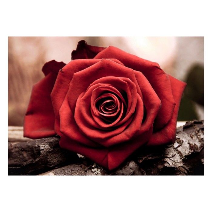 Алмазная вышивка «Красная роза»