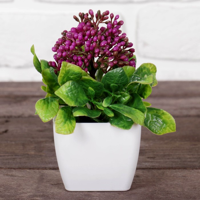 Бонсай в горшке "Бувардия" 7*15 см, микс