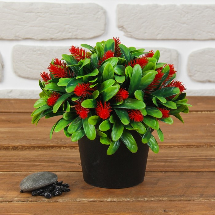 Бонсай в горшке "Букетный куст" 10*14 см, микс