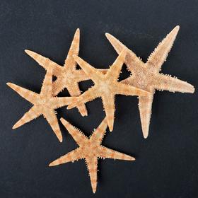 Набор из 5 морских звезд, размер каждой 3-5 см Ош
