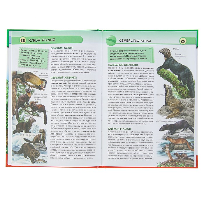 Популярная энциклопедия. Хищные животные. Опасные, дикие, домашние. Автор: Школьник Ю.К.