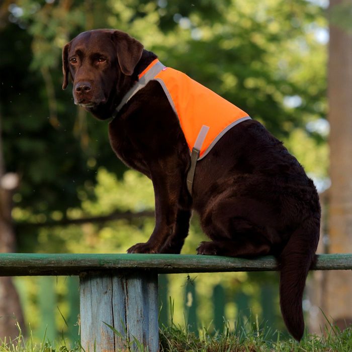 Сигнальный жилет для собак OSSO, 60 (ДС 35 см), микс цветов