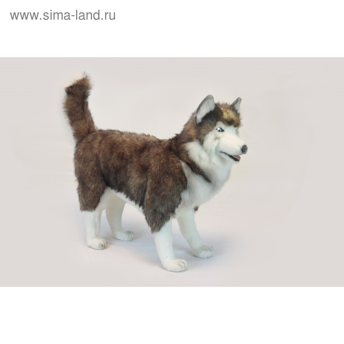 

Мягкая игрушка "Хаски", 75 см