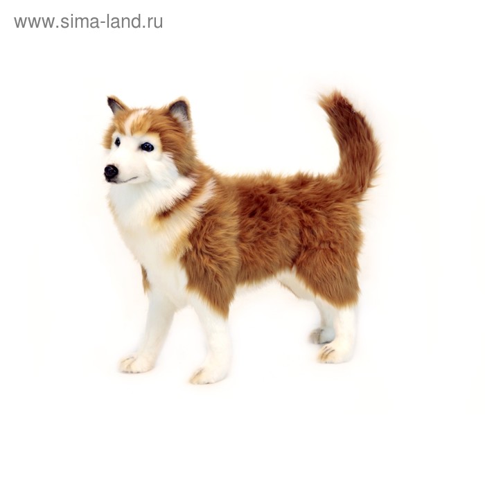 

Мягкая игрушка «Хаски» коричневая, 50 см