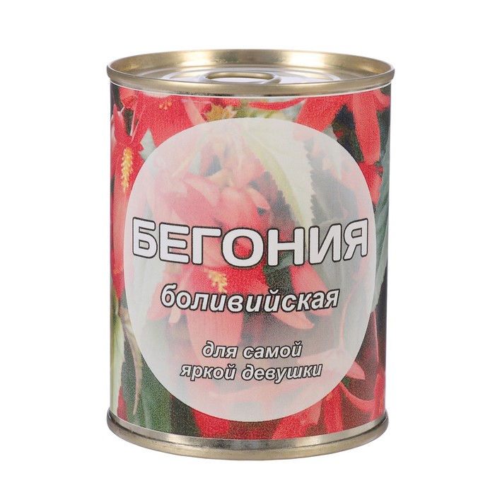 Растущая травка в банке "Бегония боливийская"