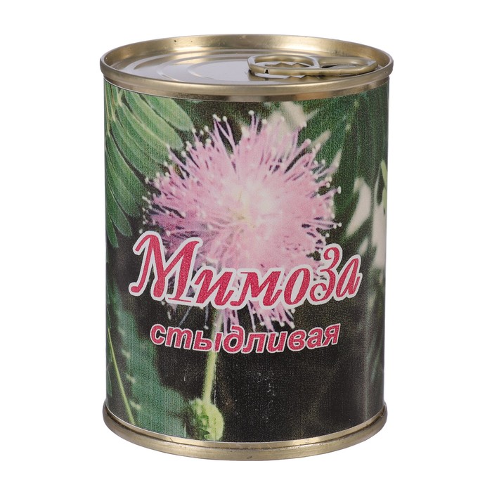 Растущая травка в банке "Мимоза стыдливая"