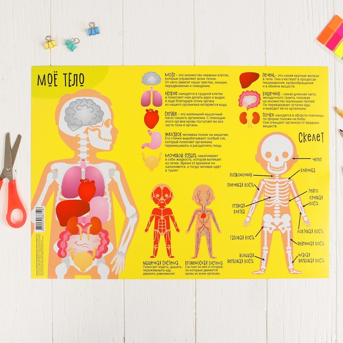 Плакат обучающий "Тело человека", А3