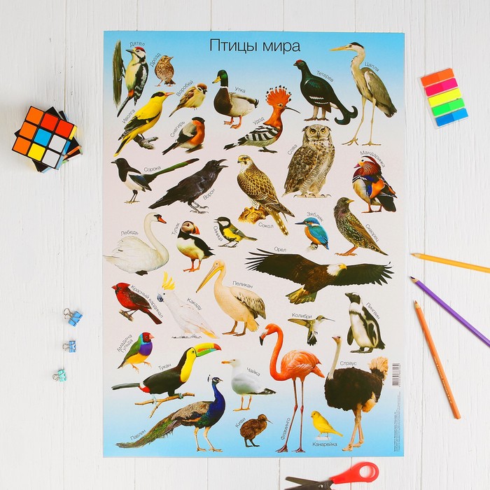 Плакат обучающий "Птицы мира", А2