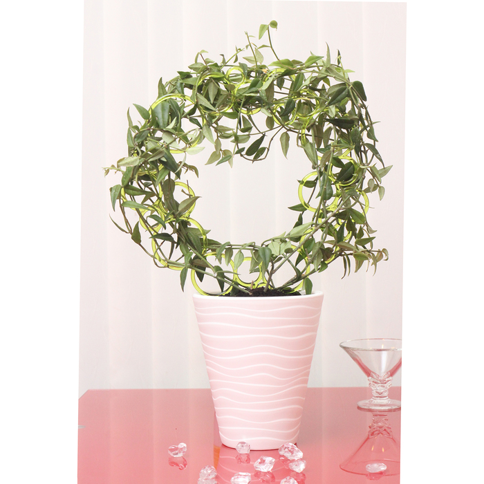 Диадема-поддержка для растений 45 см, прозрачный