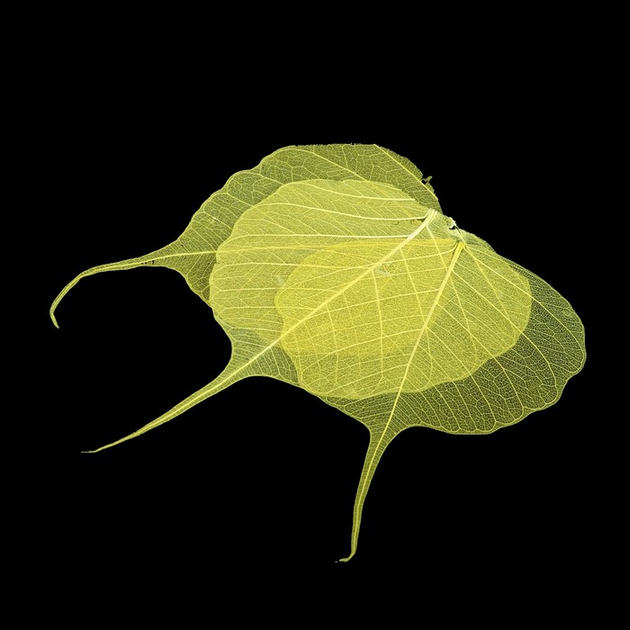 Скелетированный листочек "Магический" желтый