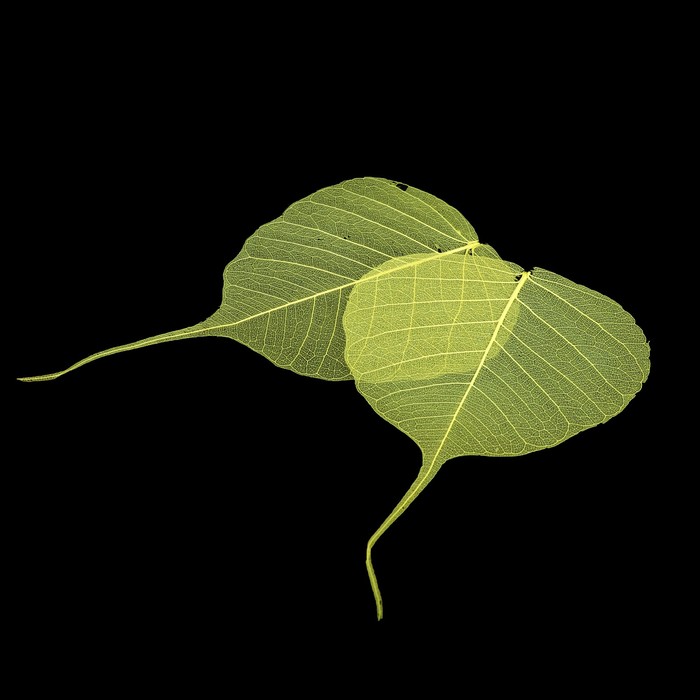 Скелетированный листочек "Магический" желтый