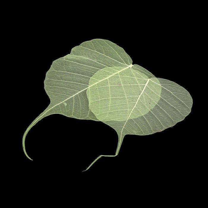 Скелетированный листочек "Магический" салатовый