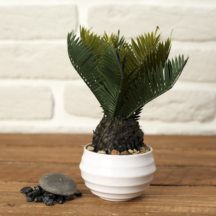 Бонсай "Гиофобра" 11*20 см