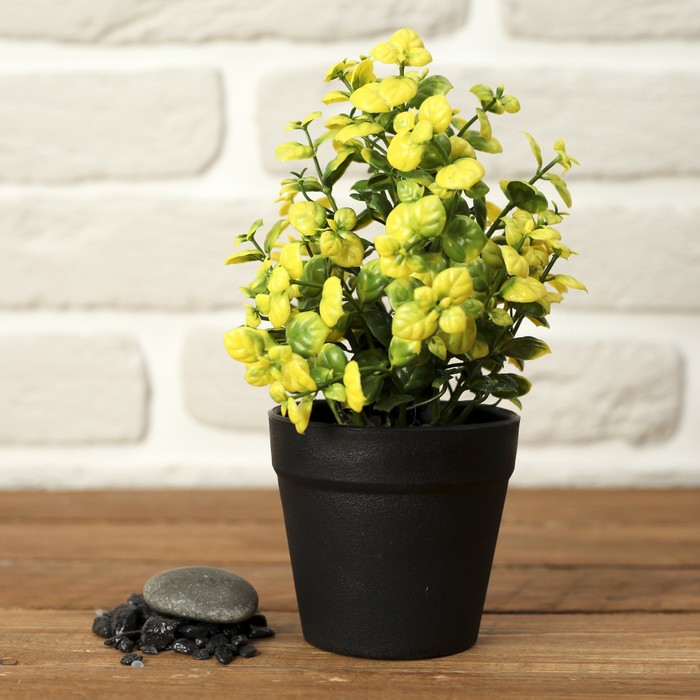 Бонсай "Аихризон" 9*20 см микс