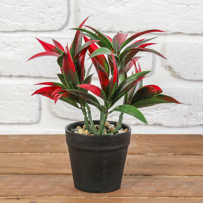 Бонсай "Аглаонема" 9*22 см  микс