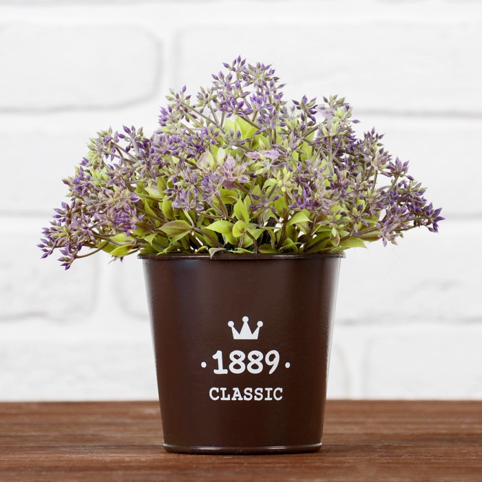 Бонсай "Медонос" 10*20 см  микс