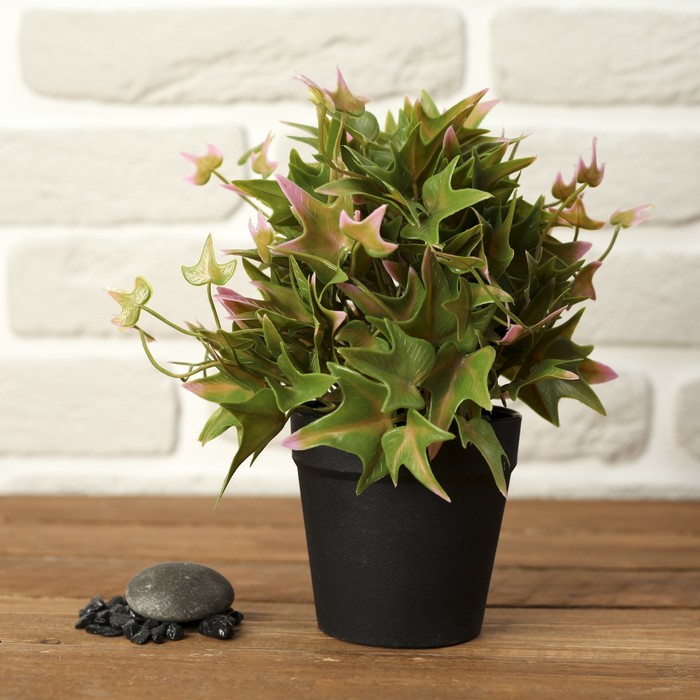 Бонсай "Плющ" 10*20 см   микс