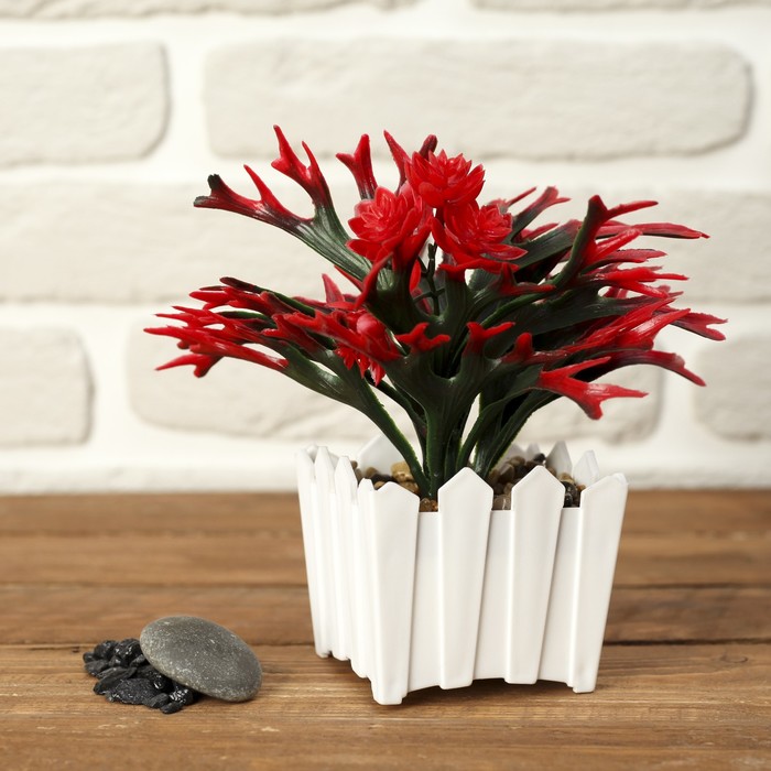 Бонсай "Платицериум белый" 9*15 см  микс