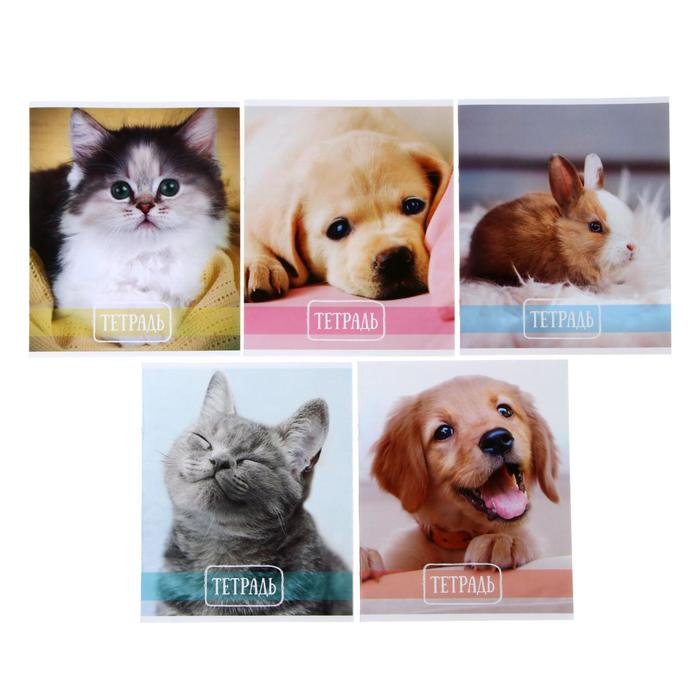 Тетрадь 24 листа линейка Calligrata "Домашние животные" обложка мелованный картон 190 г/м2, 5 видов МИКС