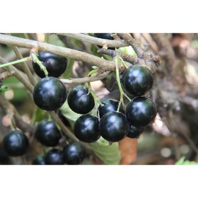 

Смородина черная "Перун" ОКС (открытый корень), набор 5 шт