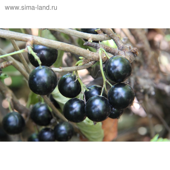 фото Смородина черная "перун" окс (открытый корень), набор 5 шт сады урала