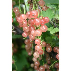 

Смородина красная "Голландская розовая" ОКС (открытый корень), 1 шт, Весна 22