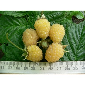 

Малина "Желтый гигант" ОКС (открытый корень), 1 шт, Весна 22