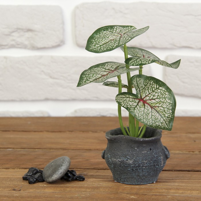 Бонсай "Алоказия пятнистая" 6,5*6,5*14 см МИКС