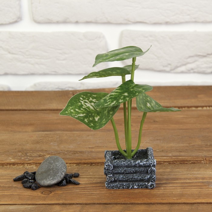 Бонсай "Алоказия" 4,5*5*15 см МИКС