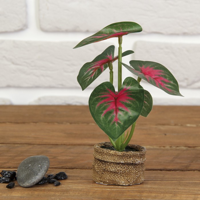 Бонсай "Алоказия пятнистая" 4*5*13 см МИКС